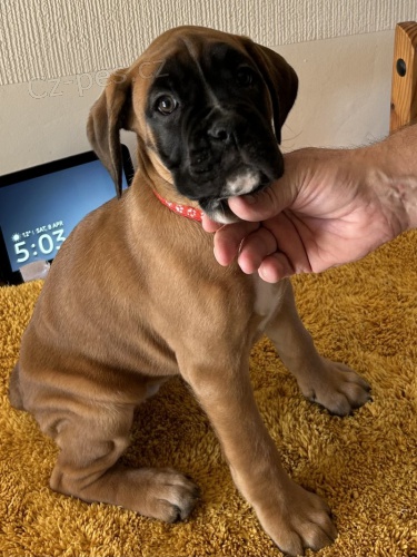 Prod�m �t��ata n�meck�ho boxera.