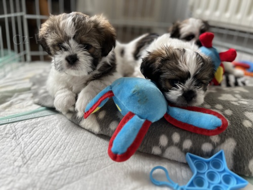 Prod�m �t��ata SHIH TZU