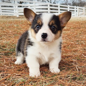 Prod�m �t��ata Pembroke Welsh Corgi.