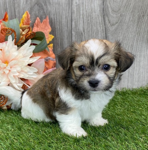 �t��ata havanese na prodej.