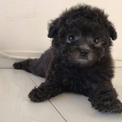 Prod�m �t��ata pudla