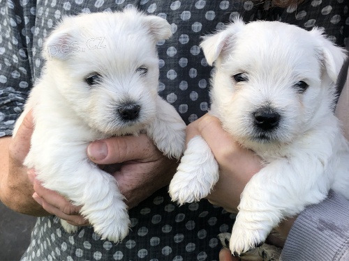 Prod�m �t��ata West Highland White Terriers
