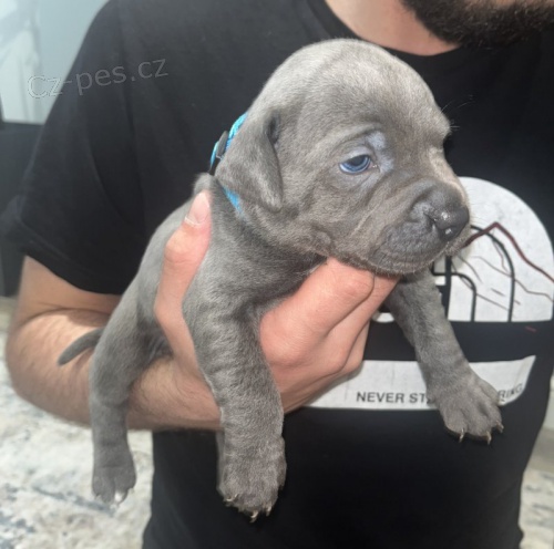 Prod�m �t��ata staford��rsk�ho bulteri�ra.