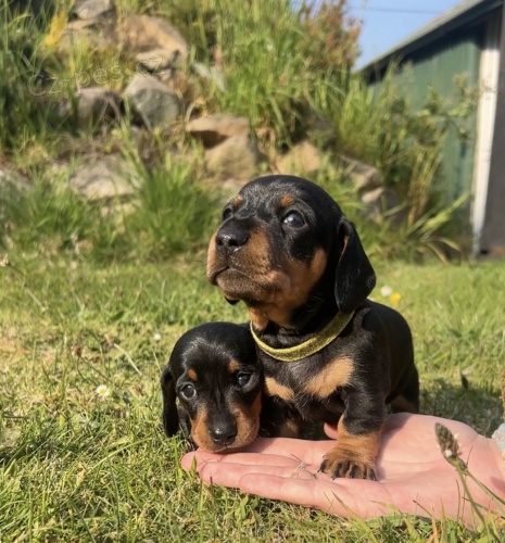 KR�TKOSRD� MINI JEZEV��KA �T��ATA