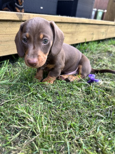 KR�TKOSRD� MINI JEZEV��KA �T��ATA