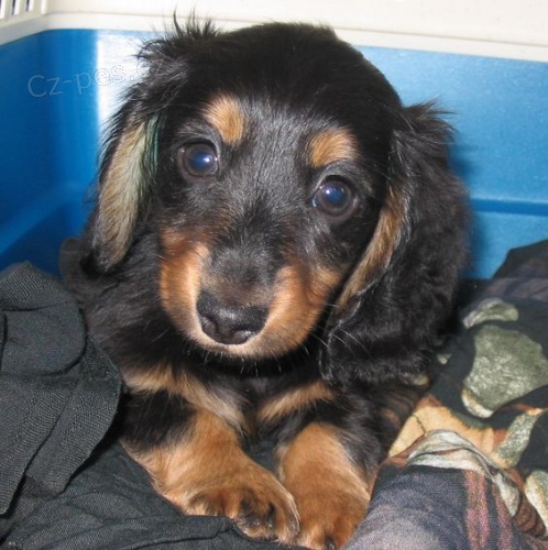 Kr�sn� dlouhosrst� miniaturn� �t��ata jezev��ka k dispozici a p�ipravena k prodeji. Pouze pro v�n� osoby.