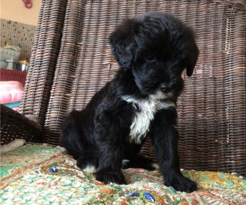 O�kovan� a od�erven� mini �t��ata portugalsk�ho vodn�ho psa k adopci