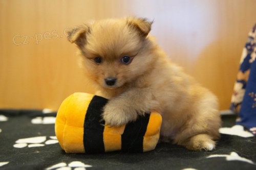 Hygienicky vy�kolen� miniaturn� �t��ata pomeranian� na prodej.