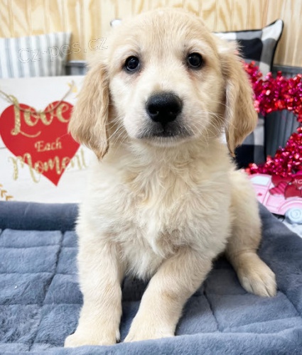 Prod�m ZDRAV� a O�KOVAN� �t��ata zlat�ho retr�vra.