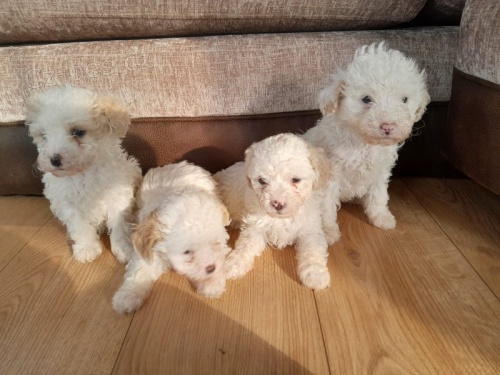 Prod�m �t��ata Maltipoo.