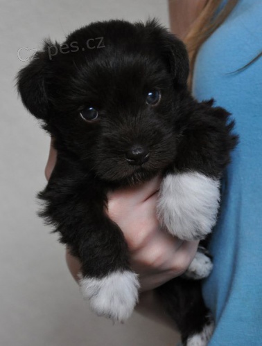 Prod�m �t��ata mal�ho kn�ra�e.