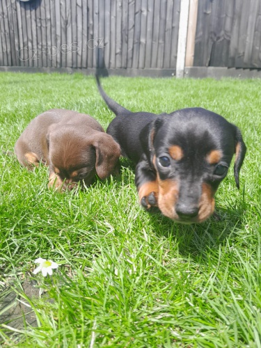 Prod�m zdrav� �t��ata kr�tkosrst�ch jezev��k�