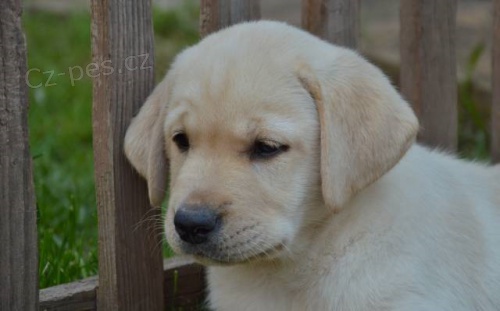 �lut� fenka Labradora