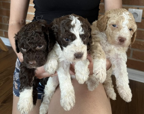 Lagotto Romagnolo �t��ata