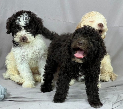 Lagotto Romagnolo KR�SN� �t���tka