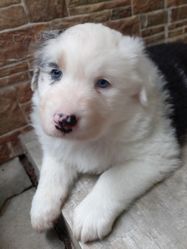 �t�n� australsk�ho ov��ka 