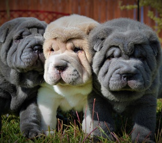 Prod�m zdrav� �t��ata o�kovan� shar-pei.