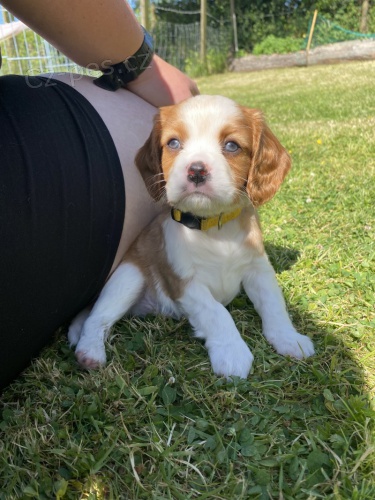 Prod�m mini o�kovan� �t��ata Cavalier King Charles Spaniel.