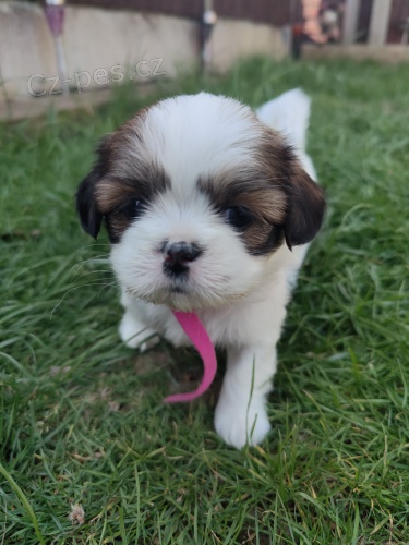 Prod�m �t��ata SHIH TZU