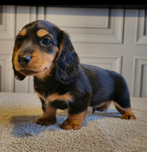 Prod�m zdrav� dlouhosrst� �t��ata jezev��k� velikosti kr�l�ka