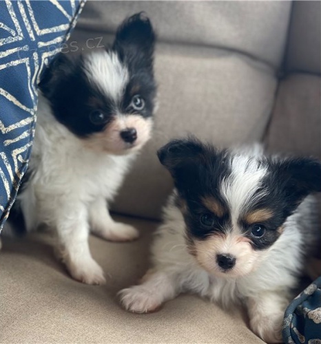 Roztomil� �t���tka papillona,