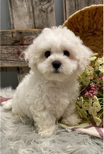 Roztomil� �t��ata Bi�onka