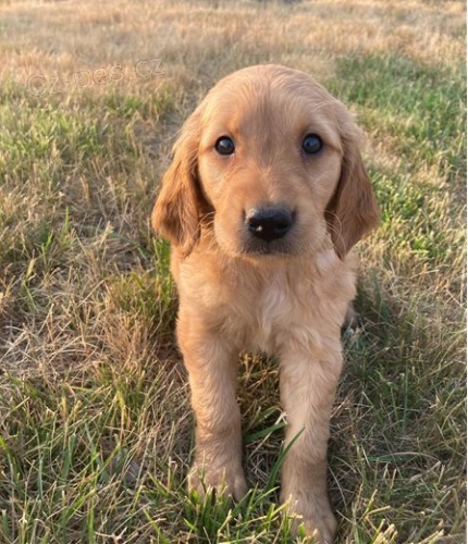 �t��ata zlat�ho retr�vra