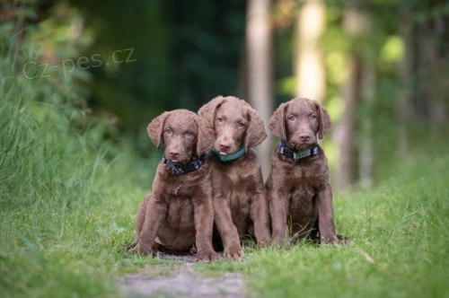 Chesapeake bay retriever s PP(jako hn�d� labrador)