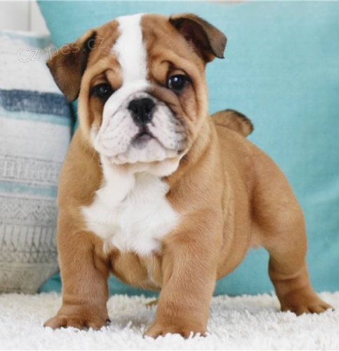 buldo�� �t��ata