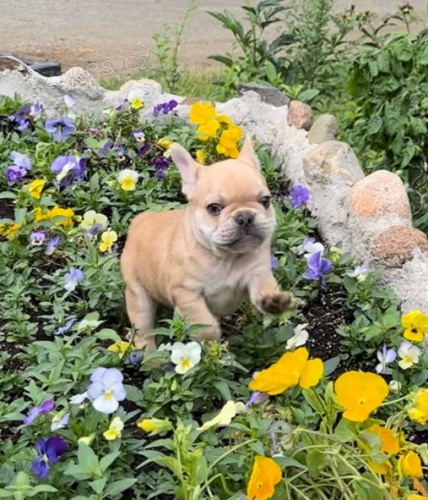 Rozko�n� �t���tka francouzsk�ho buldo�ka