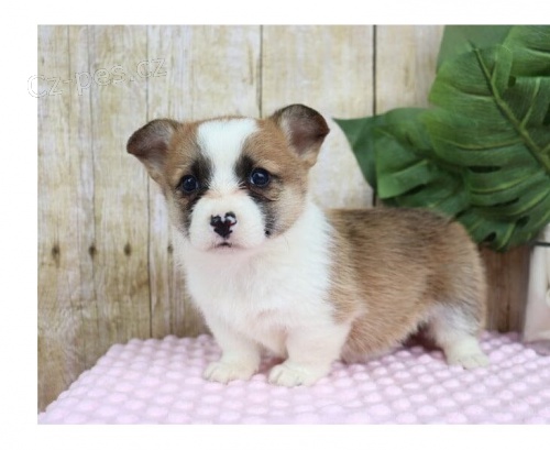 �t��ata Pembroke Welsh Corgi
