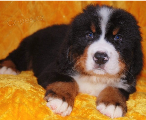 Prod�m �t��ata bernsk�ho sala�nick�ho psa.