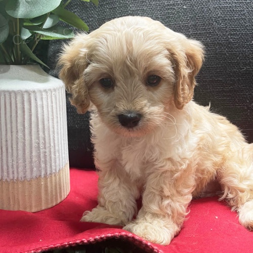 Prod�m �t��ata Cavapoo.