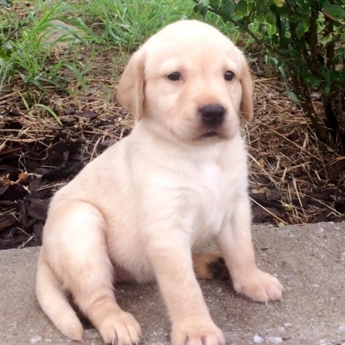 Prod�m �t��ata labradorsk�ho retr�vra.