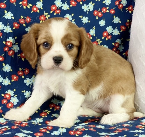 Prod�m �t��ata kaval�r King Charles �pan�l.