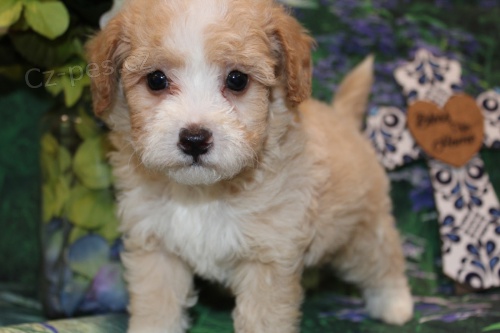 Prod�m �t��ata Maltipoo.