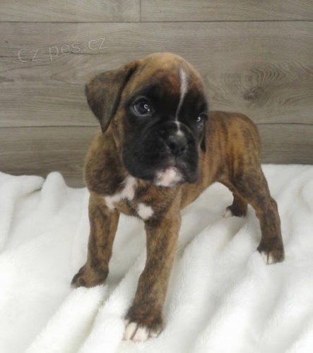 Prod�m �t��ata n�meck�ho boxera.