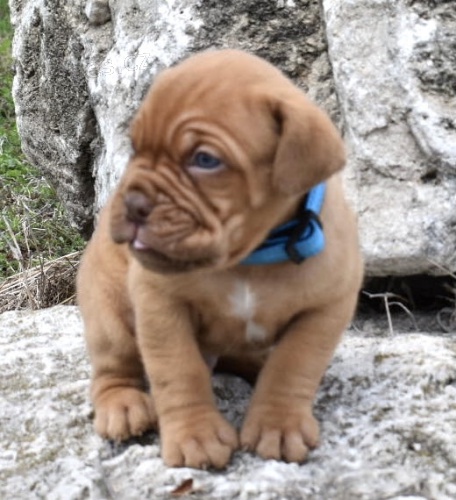 Prod�m �t��ata bordeauxsk� dogy