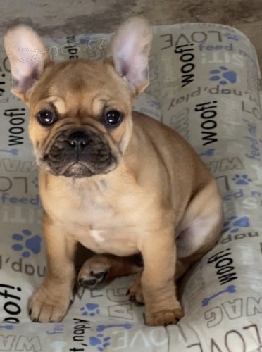 Prod�m �t��ata francouzsk�ho buldo�ka.