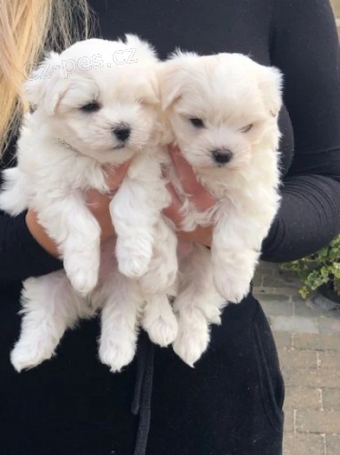 malt�zsk� �t��ata na prodej.