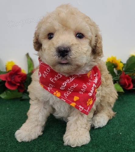 Prod�m �t��ata mini toy pudla