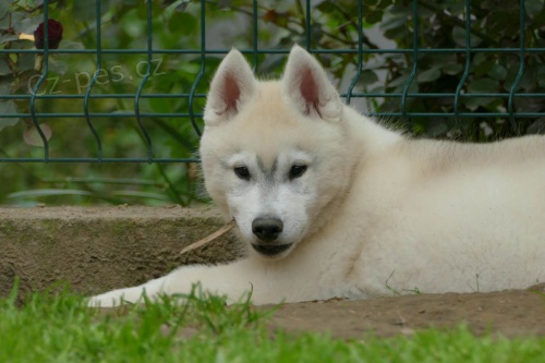sibi�sk� husky KR�SN� �t�n�