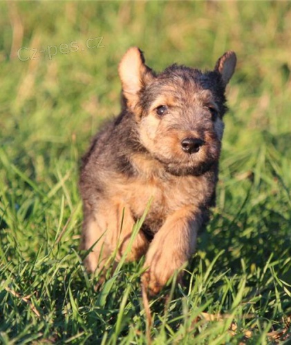 vel�sk� teri�r