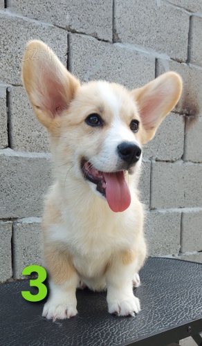 Vel�sk� Corgi �t��ata