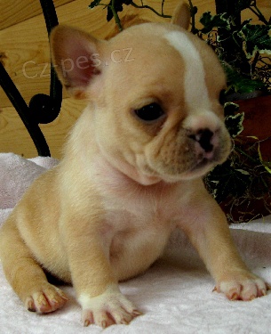 �t��ata francouzsk�ho buldo�ka na prodej