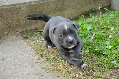 Prod�m americk�ho pitbulteri�ra