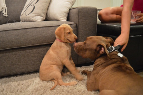 �t��ata labradorsk�ho retr�vra