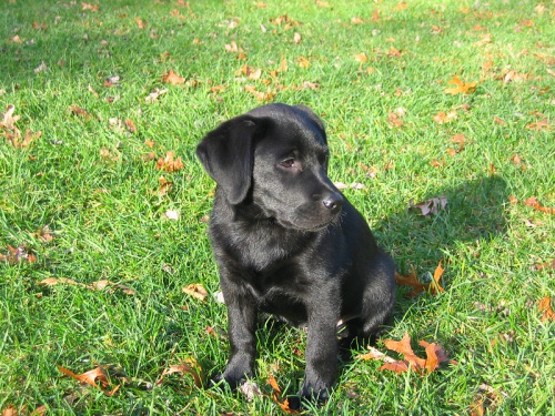 �t��ata labradorsk�ho retr�vra k adopci