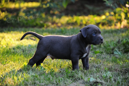 Prod�m americk�ho pitbulteri�ra