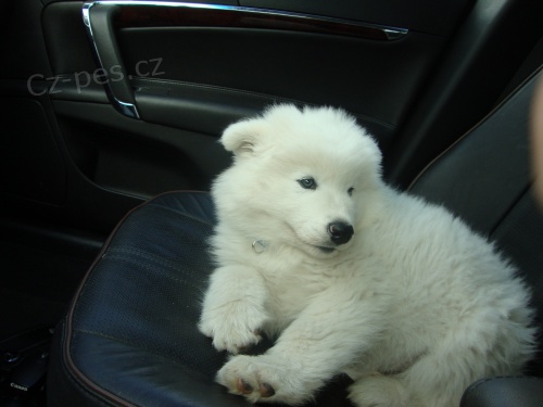 Prod�m �t��ata samojeda